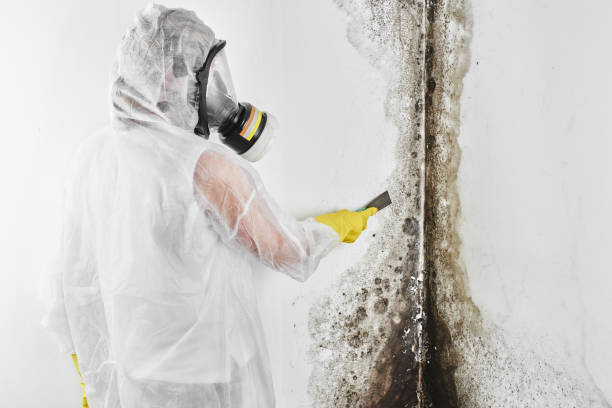 Office Mold Removal Services in Larchmont, NY