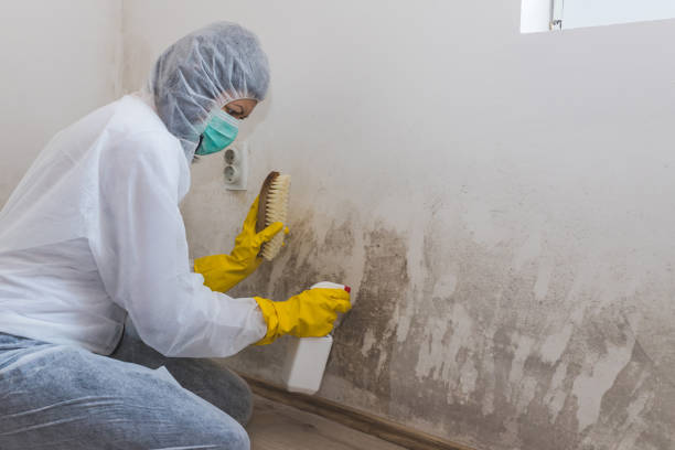 Best Best Mold Removal Companies  in Larchmont, NY