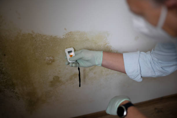 Best Commercial Mold Removal  in Larchmont, NY