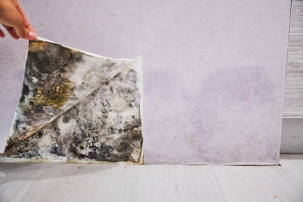 Best Attic Mold Removal  in Larchmont, NY